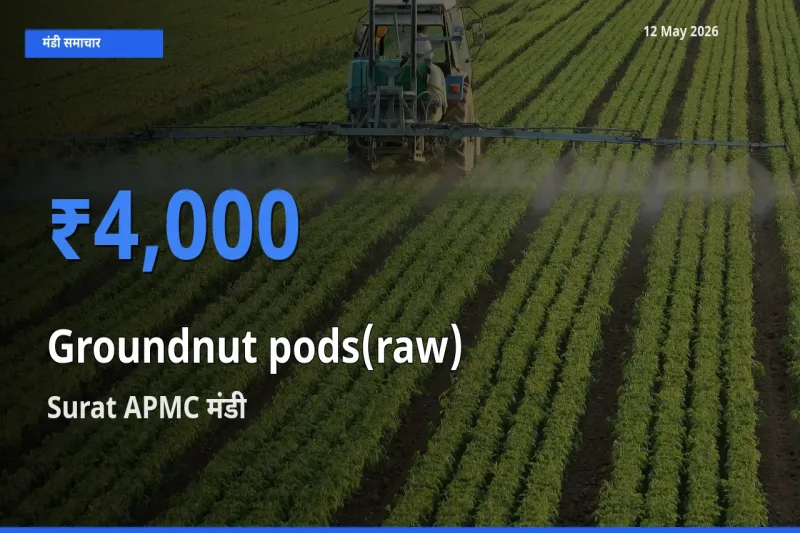 Surat APMC में कच्ची मूंगफली (फली सहित) का आज सबसे ऊँचा भाव