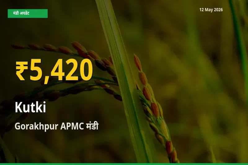 कुटकी के भावों में जबरदस्त उछाल, Gorakhpur APMC में नया उच्च स्तर