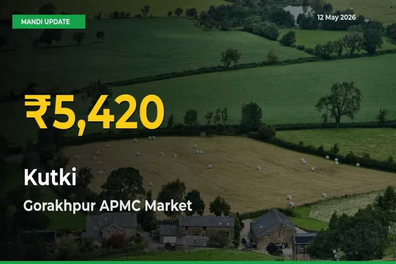 Kutki Prices Soar to Record High in Gorakhpur APMC – Farmers Alert Today