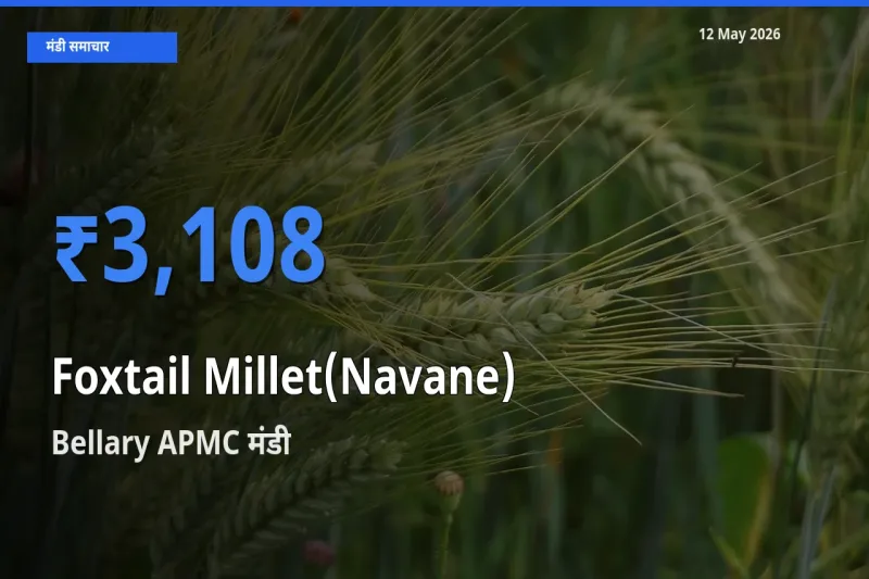 12 May अपडेट: कांगनी (काकुन) के सबसे ऊँचे दाम Bellary APMC मंडी में