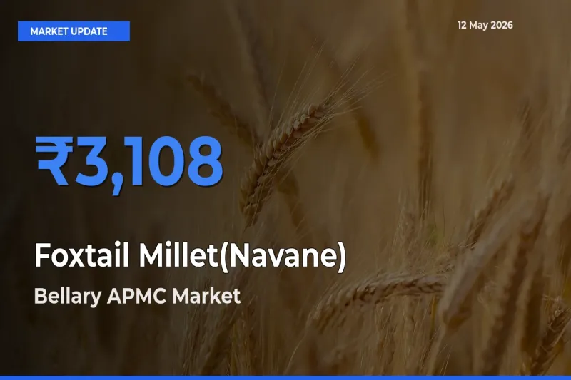 Farmers Prefer Bellary APMC as Foxtail Millet(Navane) Hits Highest Rate