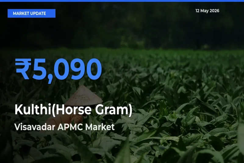 Visavadar APMC Emerges as Top Mandi for Kulthi(Horse Gram) Prices Today