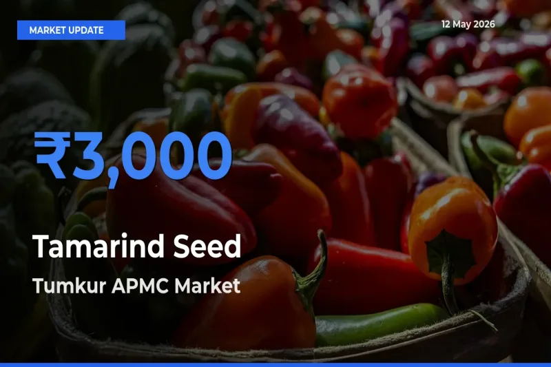 Tumkur APMC Tops Tamarind Seed Mandi Rates Today
