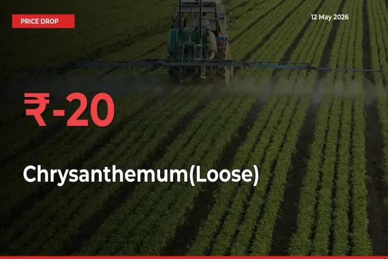 Sudden Shock! Chrysanthemum(Loose) Drops 19.67% in 24 Hours at Top Mandis