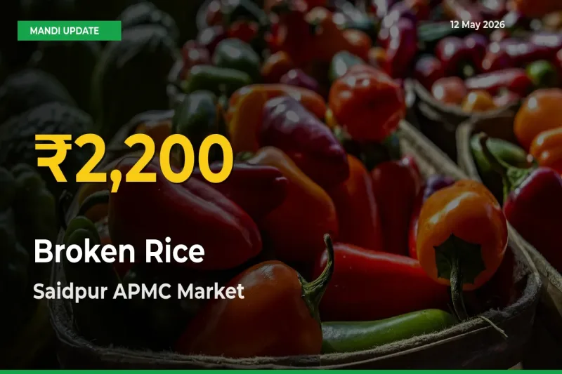 Broken Rice Hits Fresh High in Saidpur APMC Today