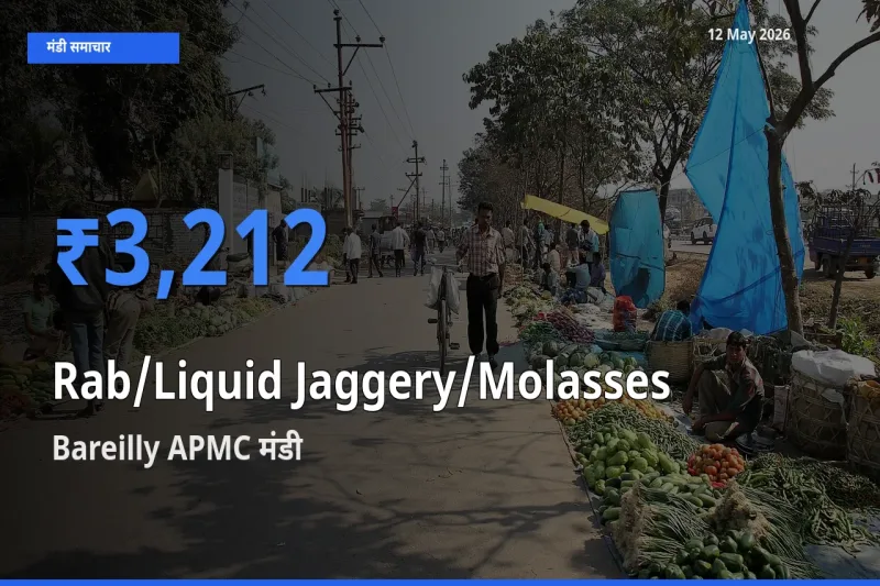 किसानों की पसंद बना Bareilly APMC, तरल गुड़ के सबसे अच्छे दाम