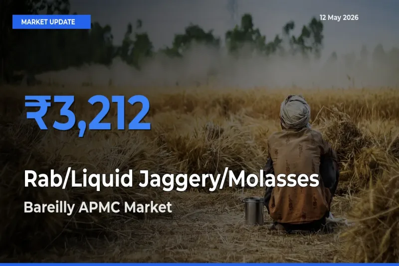 Rab/Liquid Jaggery/Molasses Mandi Rate Today: Bareilly APMC Tops the List