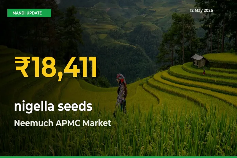 nigella seeds Price Hits New High in Neemuch APMC Today – Check Latest Mandi Rates