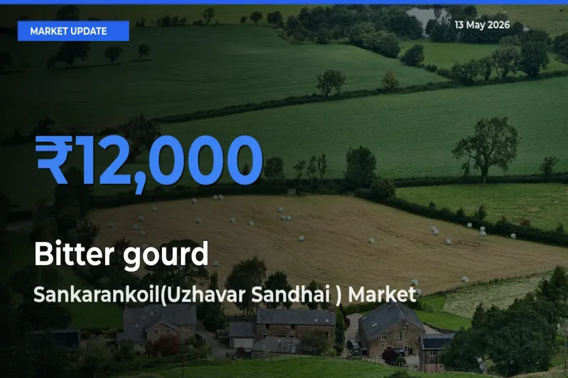 Sankarankoil(Uzhavar Sandhai ) Tops Bitter gourd Mandi Rates Today