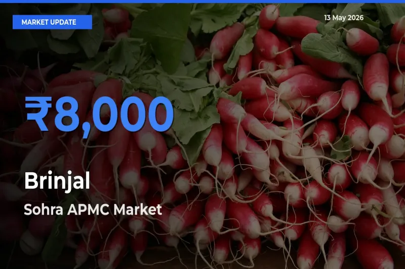 Sohra APMC Leads as Top Mandi for Brinjal Prices