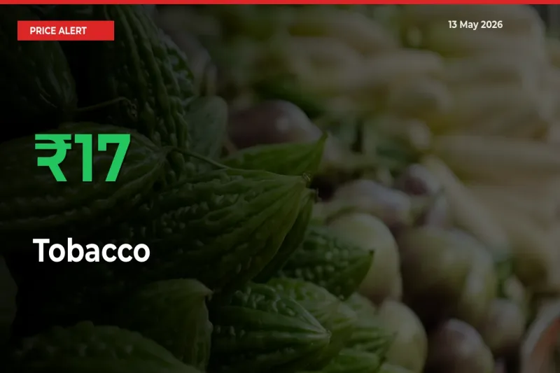 Why Tobacco Prices Rose 16.89% in a Day at Mandis