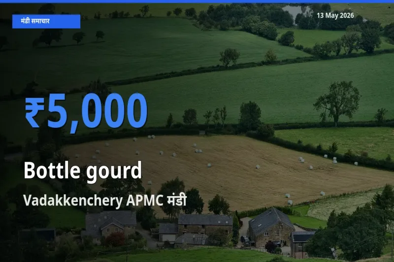 किसानों की पसंद बना Vadakkenchery APMC, लौकी के सबसे अच्छे दाम
