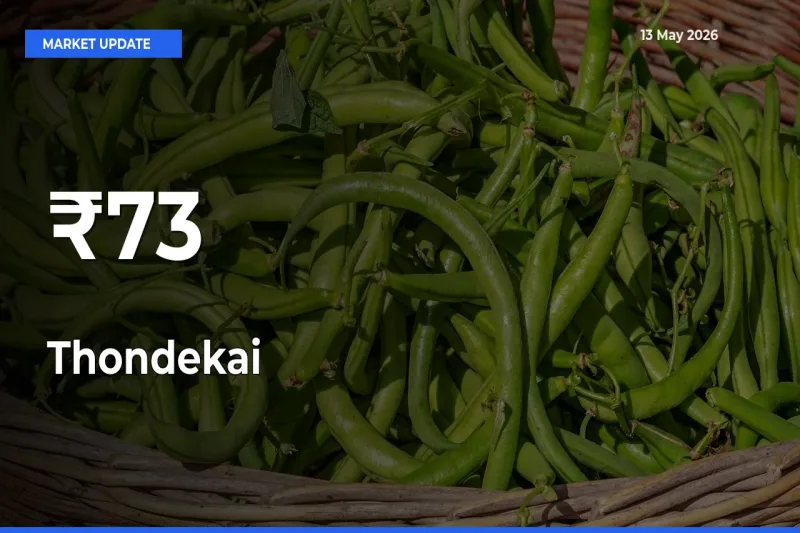 Thondekai Trend Strengthens Across Major Mandis