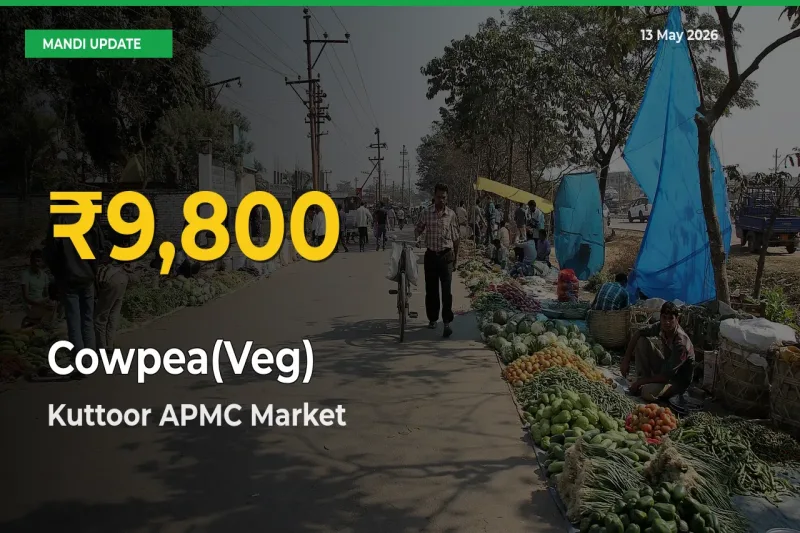 Cowpea(Veg) Price Hits New High in Kuttoor APMC Today – Check Latest Mandi Rates