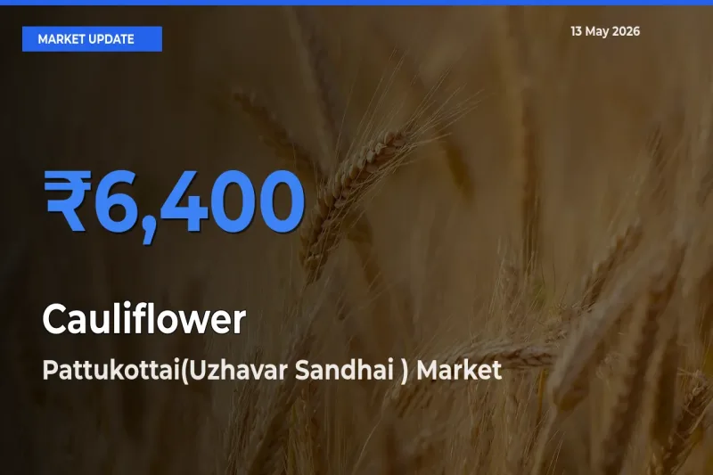 Cauliflower Mandi Rate Today: Pattukottai(Uzhavar Sandhai ) Tops the List