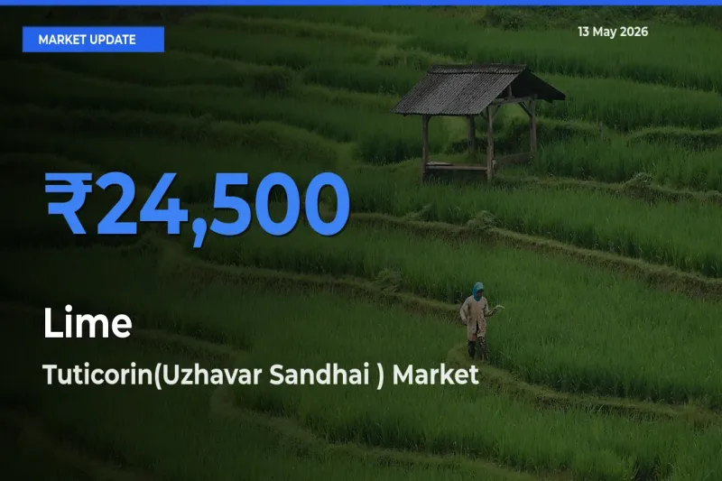 Tuticorin(Uzhavar Sandhai ) Records Highest ₹24,500 Rate for Lime