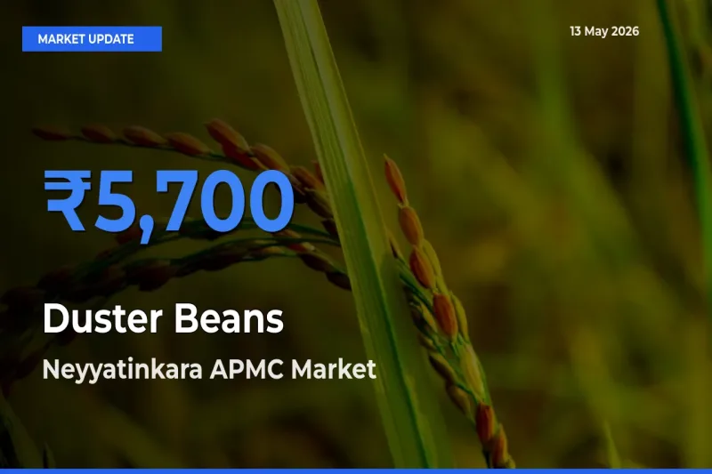 Neyyatinkara APMC Tops Duster Beans Rates – May 13 Market Update