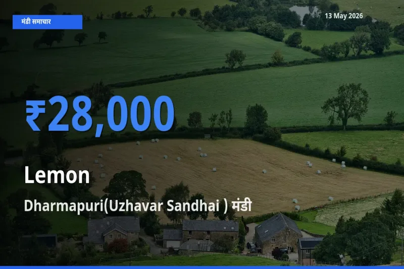 आज नींबू के सबसे ऊँचे दाम ₹28,000 Dharmapuri(Uzhavar Sandhai ) मंडी में
