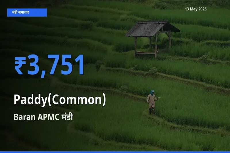 आज का मंडी भाव: धान (सामान्य) के सबसे ज़्यादा दाम Baran APMC में