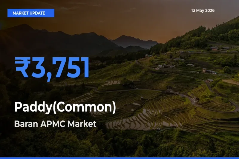 Top Performer! Baran APMC Offers Best Paddy(Common) Price Today