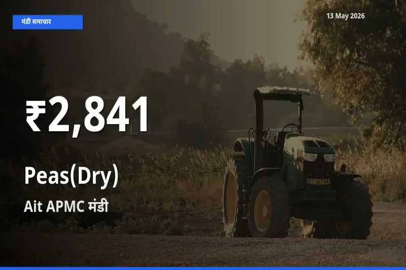 किसानों के लिए चिंता का विषय? सूखी मटर के दाम Ait APMC में 30 दिन के न्यूनतम स्तर पर