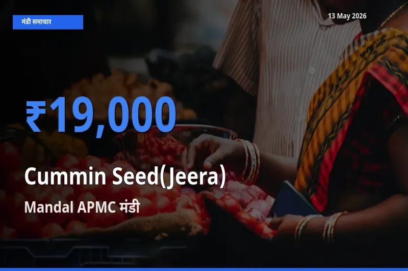 टॉप मंडी बना Mandal APMC! जीरा के सबसे ऊँचे दाम यहीं दर्ज
