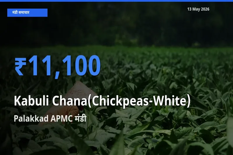Palakkad APMC में काबुली चना का आज सबसे ऊँचा भाव