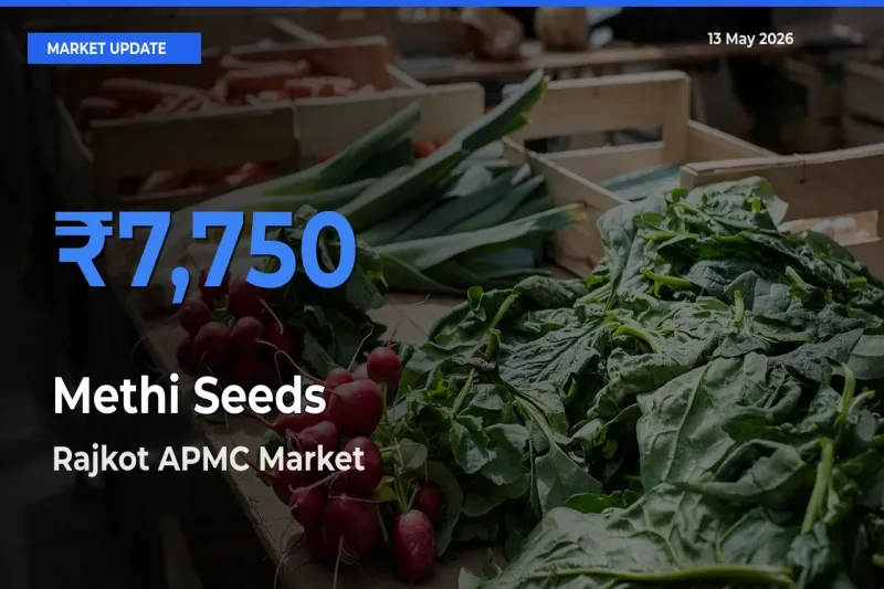 Farmers Prefer Rajkot APMC as Methi Seeds Hits Highest Rate