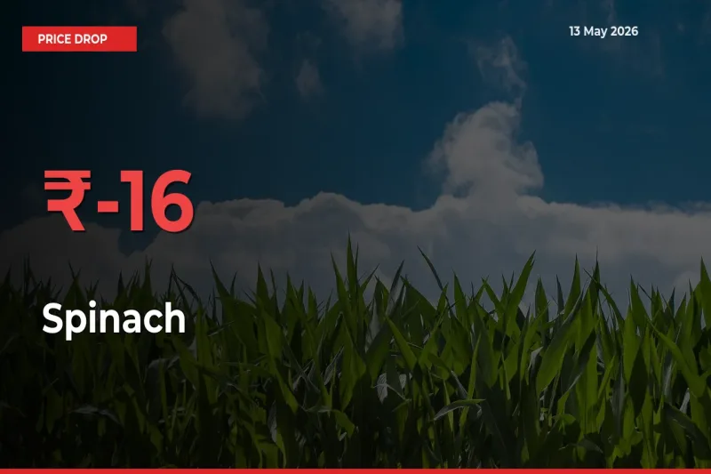 Farmers Alert as Spinach Prices Slide 16.16% in Local Mandis