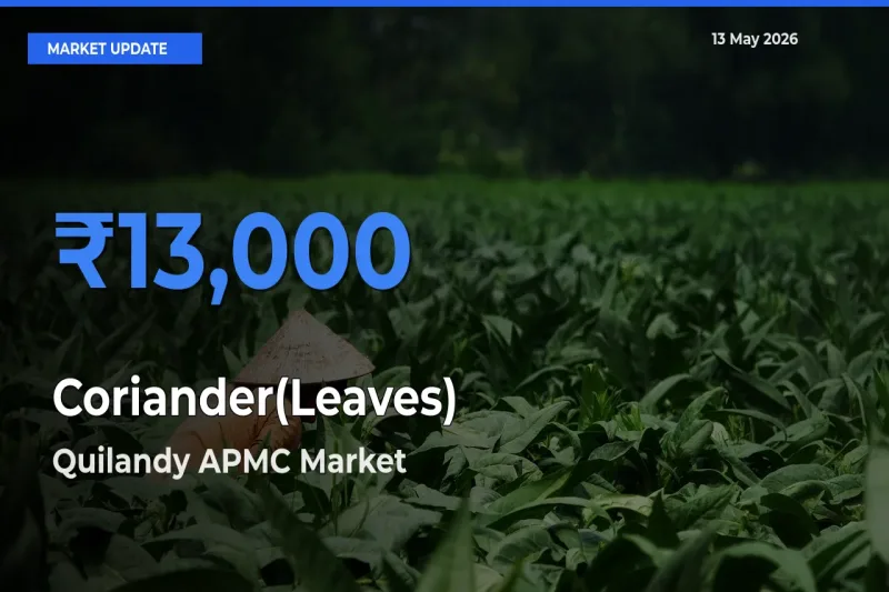 Quilandy APMC Leads as Top Mandi for Coriander(Leaves) Prices