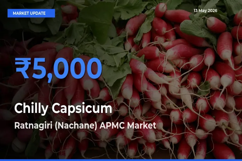 Ratnagiri (Nachane) APMC Tops Chilly Capsicum Mandi Rates Today