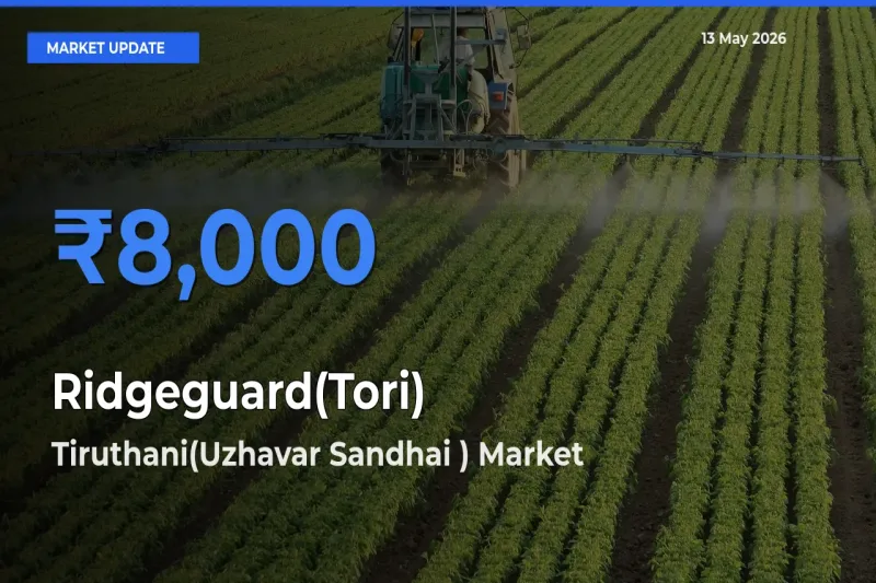 Tiruthani(Uzhavar Sandhai ) Leads as Top Mandi for Ridgeguard(Tori) Prices