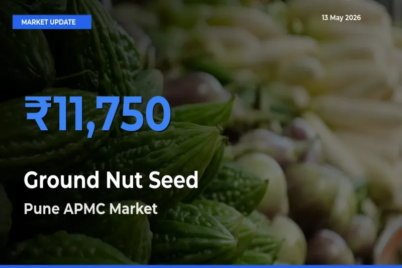 Pune APMC Records Highest ₹11,750 Rate for Ground Nut Seed