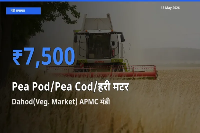 आज मटर की फली के सबसे ऊँचे दाम ₹7,500 Dahod(Veg. Market) APMC मंडी में