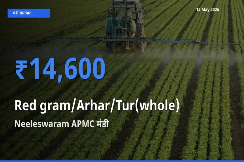 Neeleswaram APMC मंडी में साबुत अरहर ₹14,600 पर पहुँचा – आज का सर्वोच्च भाव