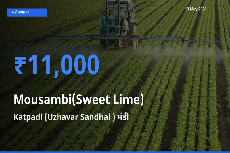 बाज़ार संकेत: Katpadi (Uzhavar Sandhai ) बना मौसंबी के लिए आज की टॉप मंडी