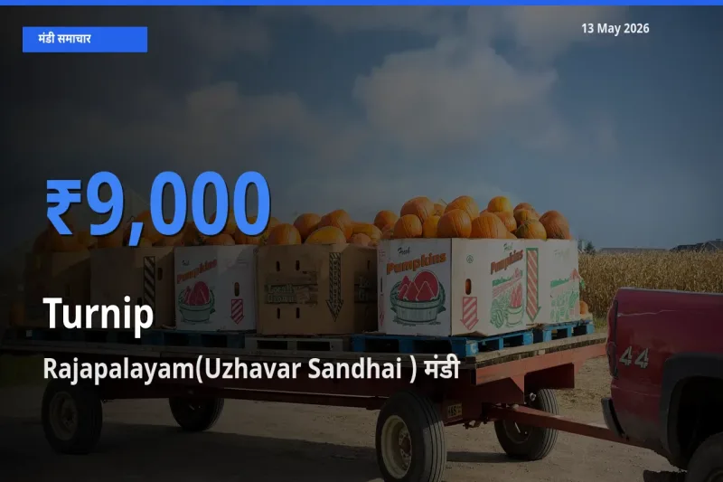 आज शलजम के सबसे ज़्यादा दाम Rajapalayam(Uzhavar Sandhai ) मंडी में दर्ज