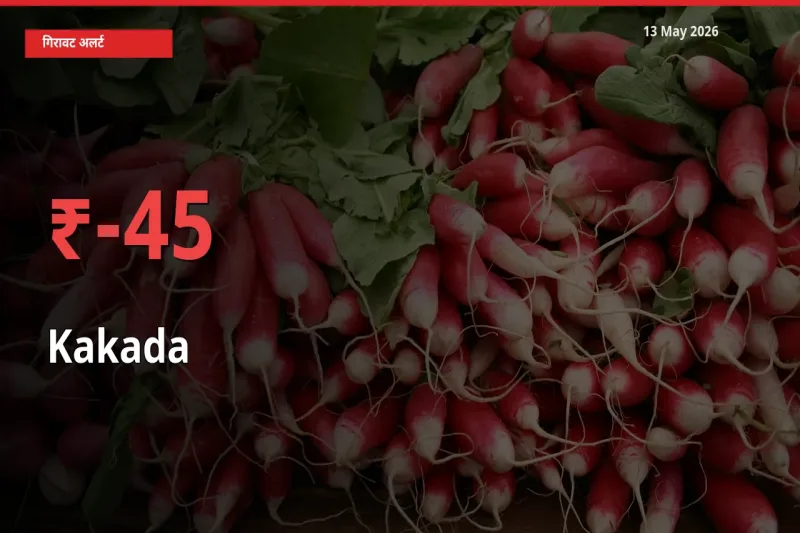 काकड़ा 45.38% गिरा, मंडी