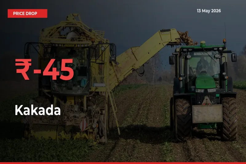 Sharp Fall! Kakada Prices Plunge 45.38% in a Day at Key Mandis