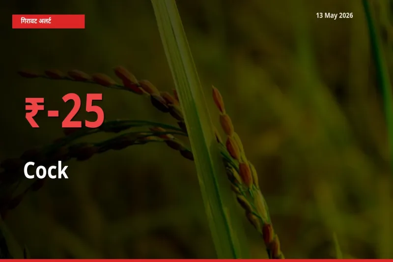13 May अपडेट: मुर्गा के दाम मंडी में 25% गिरे
