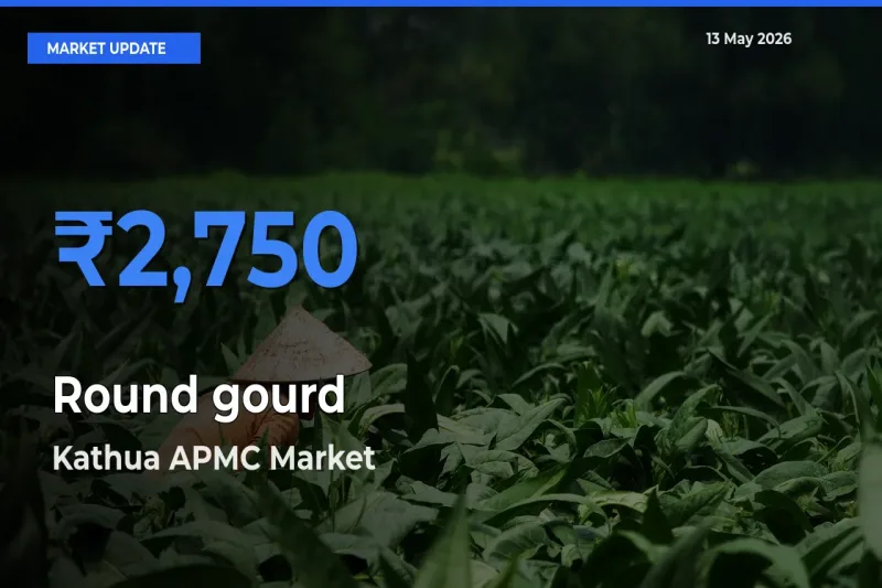 Top Performer! Kathua APMC Offers Best Round gourd Price Today