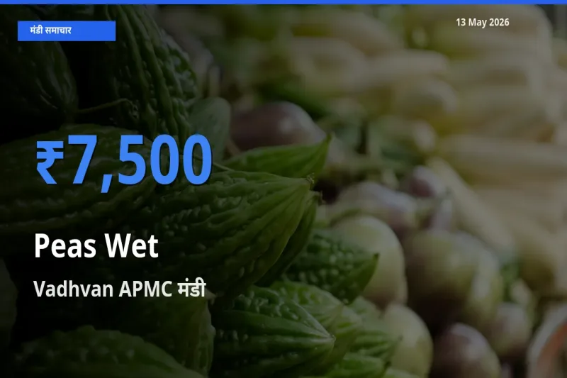 Vadhvan APMC मंडी में हरी मटर ₹7,500 पर पहुँचा – आज का सर्वोच्च भाव