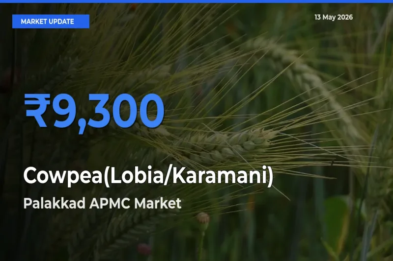 Palakkad APMC Records Highest ₹9,300 Rate for Cowpea(Lobia/Karamani)