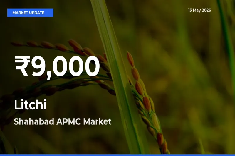 Farmers Concerned as Litchi Hits 30-Day Low in Shahabad APMC