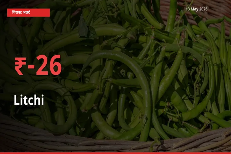 आज का मंडी भाव: लीची के दाम मंडी में 25.75% नीचे