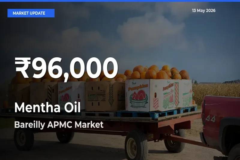 Mentha Oil Falls to ₹96,000 in Bareilly APMC – 30-Day Lowest Rate