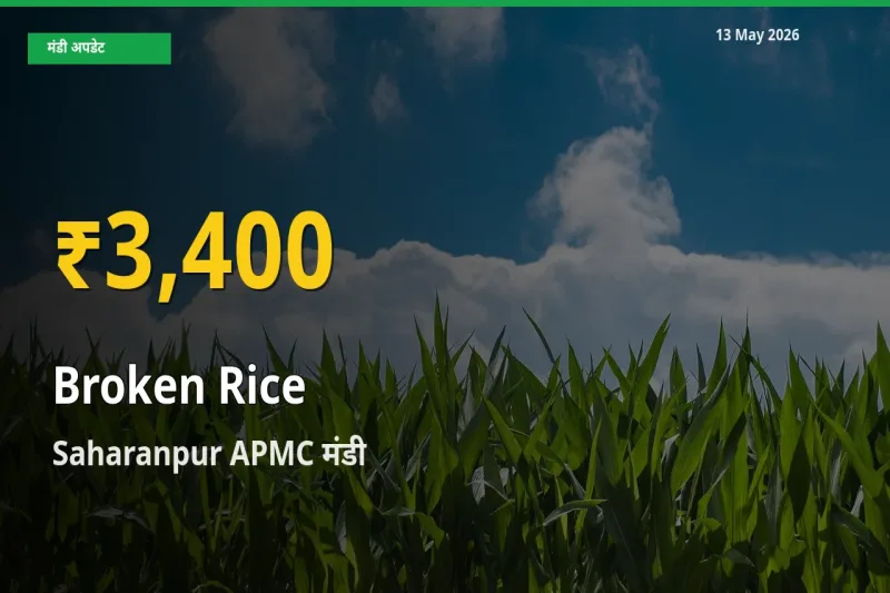 टूटा चावल के दामों ने बनाया नया रिकॉर्ड, Saharanpur APMC में तेज़ी