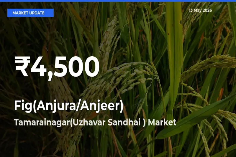 Big Drop! Fig(Anjura/Anjeer) Slides to 30-Day Low at Tamarainagar(Uzhavar Sandhai )