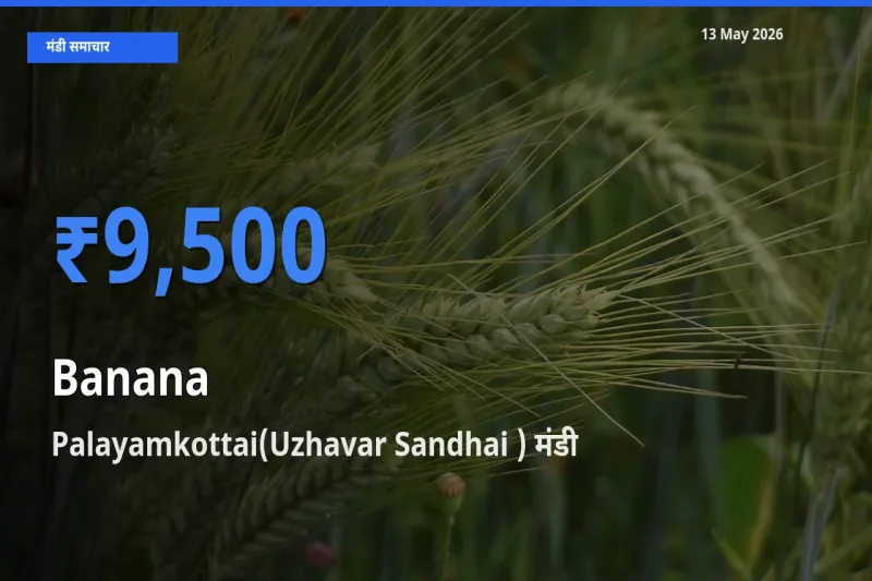 Palayamkottai(Uzhavar Sandhai ) मंडी में आज केला के सबसे ऊँचे दाम दर्ज