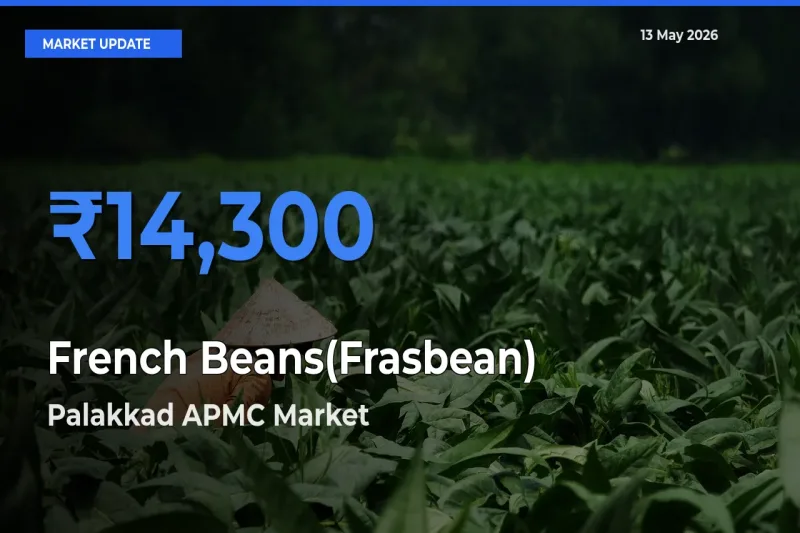 Farmers Prefer Palakkad APMC as French Beans(Frasbean) Hits Highest Rate